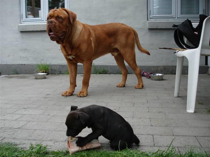 Staffordshire bull terrier Tovdal Little Angel  billede 8