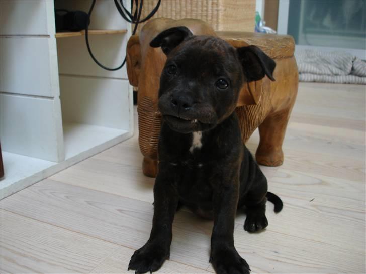 Staffordshire bull terrier Tovdal Little Angel  billede 9