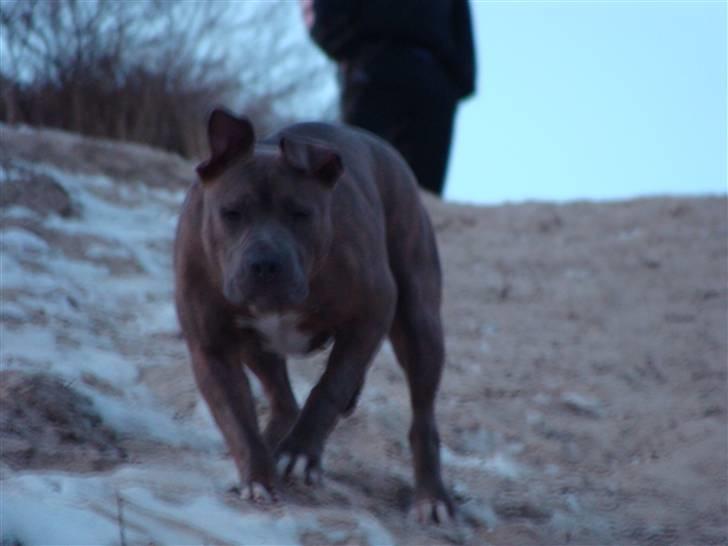 Amerikansk staffordshire terrier Raja billede 9