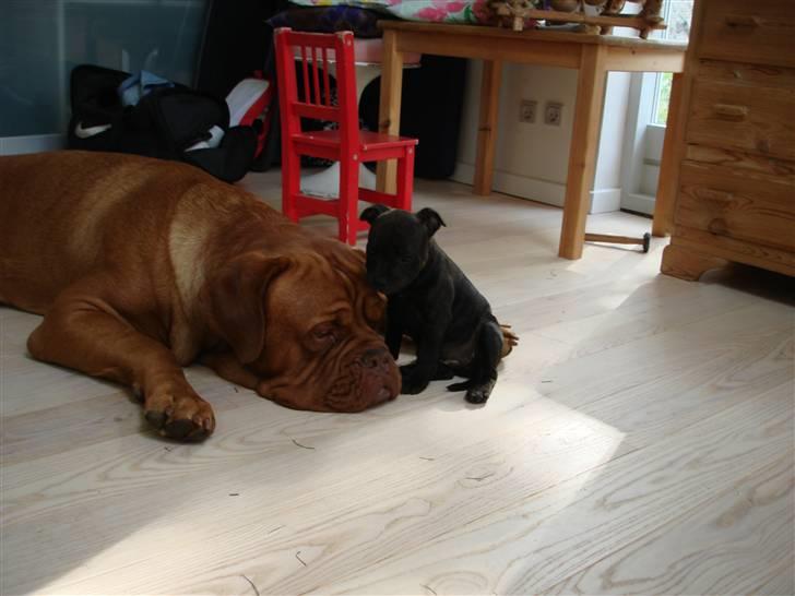 Staffordshire bull terrier Tovdal Little Angel  billede 10