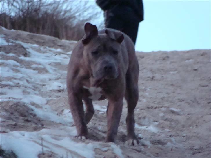 Amerikansk staffordshire terrier Raja billede 10