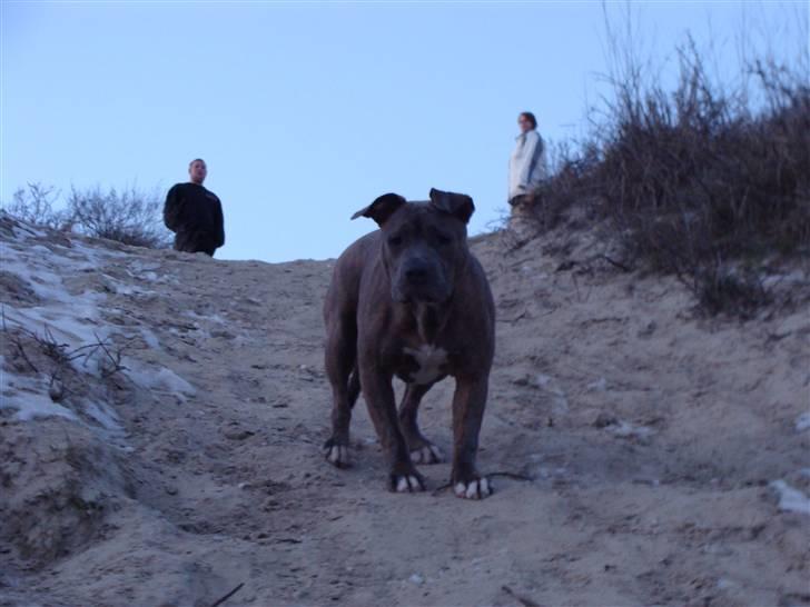 Amerikansk staffordshire terrier Raja billede 11