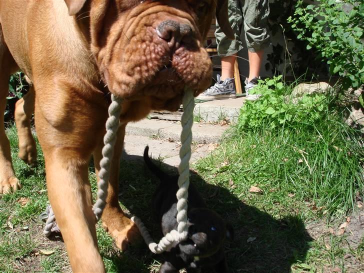 Staffordshire bull terrier Tovdal Little Angel  billede 11