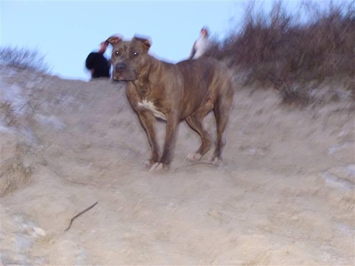 Amerikansk staffordshire terrier Raja billede 12