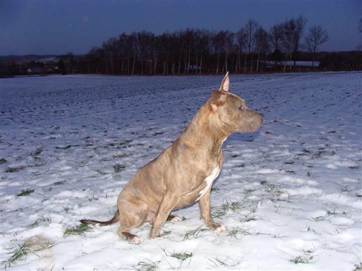Amerikansk staffordshire terrier Raja billede 13
