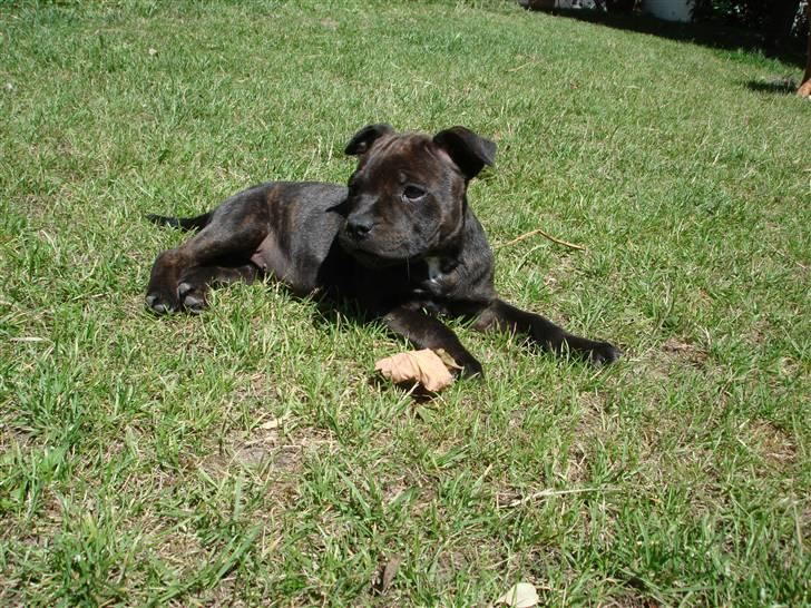 Staffordshire bull terrier Tovdal Little Angel  billede 12