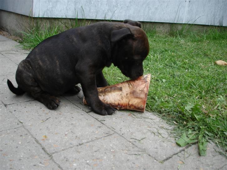 Staffordshire bull terrier Tovdal Little Angel  billede 13