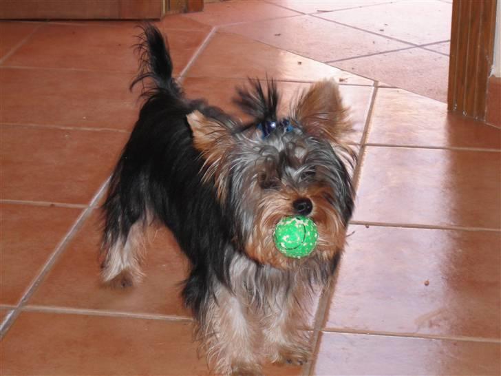 Yorkshire terrier bob - bob bor her i spanien sammen med sin familie.. kanon frisk og dejlig hund der deltager næsten alle vores daglige gørermål.. mere glad oh harmonisk hund kan man ikke få... billede 1