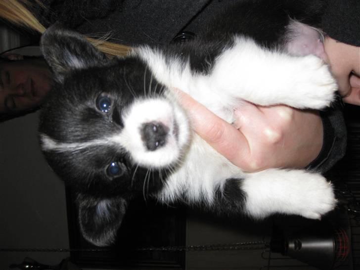 Welsh corgi cardigan Faarups incredible Albert billede 2