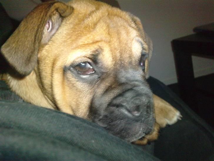 Blanding af racer Tica billede 1