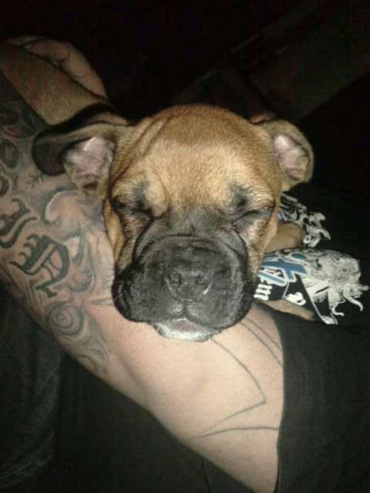 Blanding af racer Tica billede 2