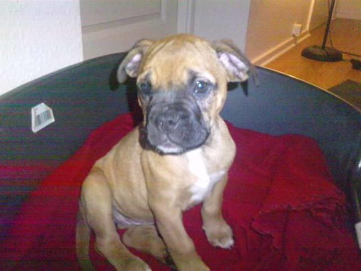 Blanding af racer Tica billede 3