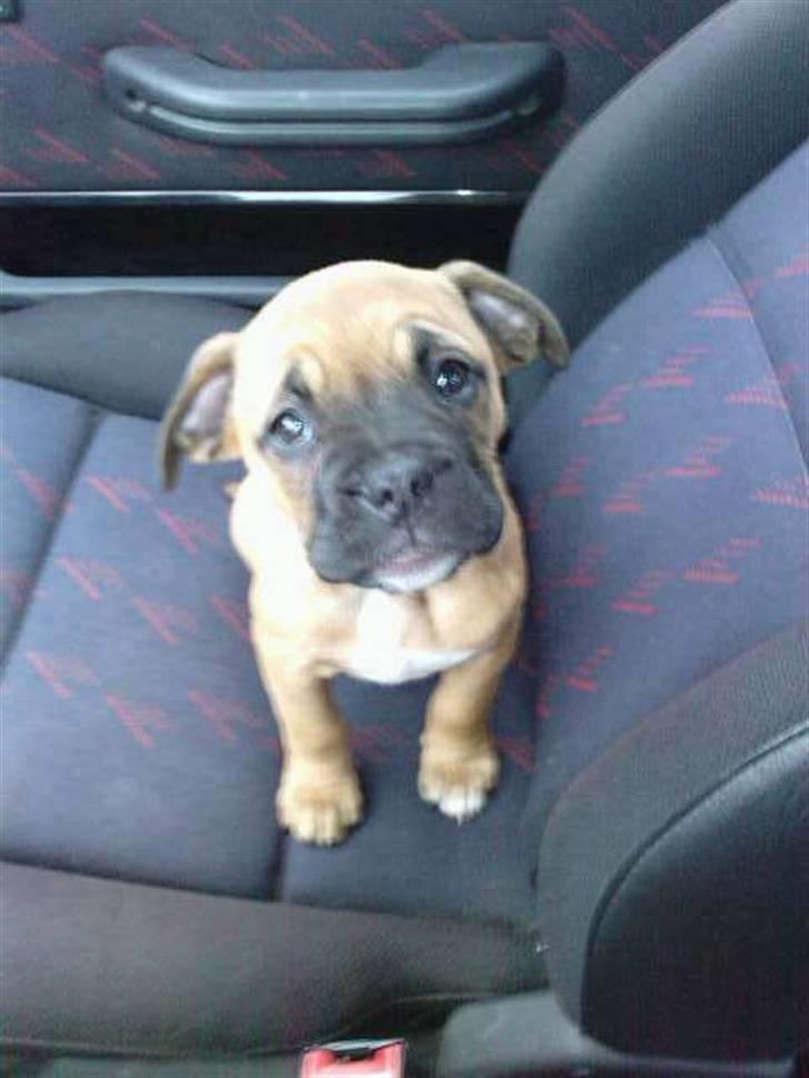 Blanding af racer Tica billede 4