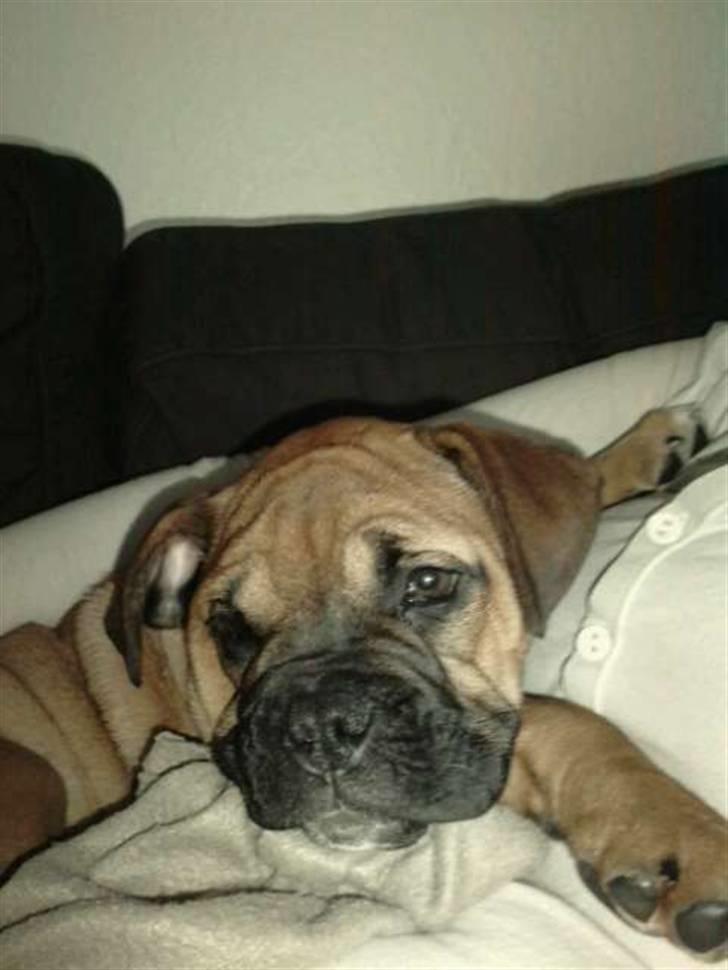 Blanding af racer Tica billede 5