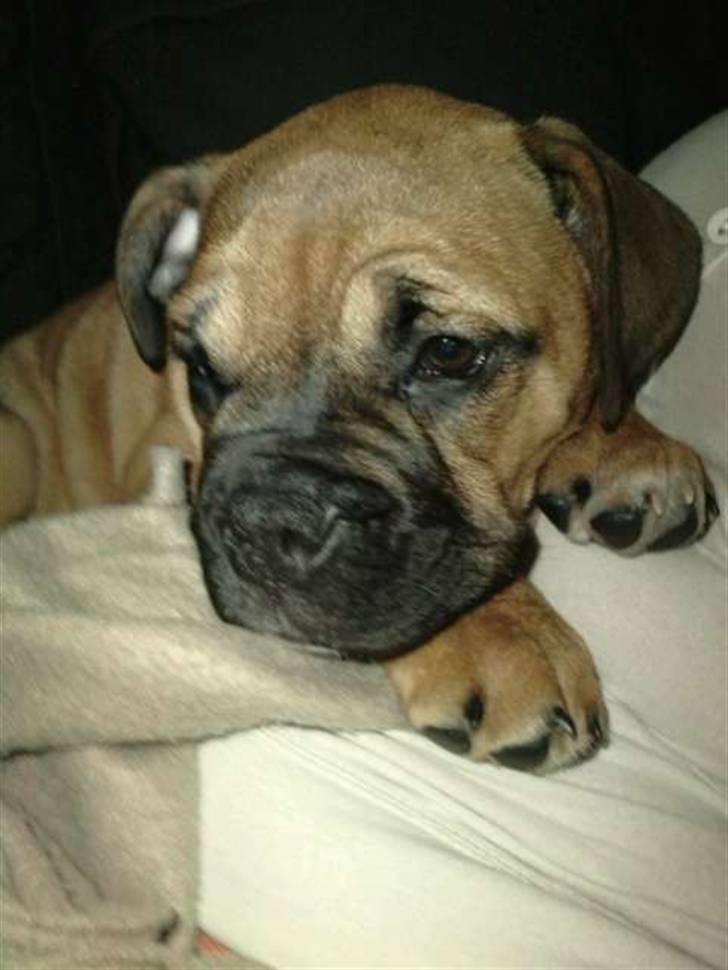 Blanding af racer Tica billede 6