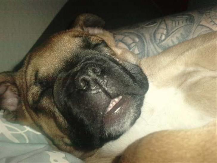 Blanding af racer Tica billede 7