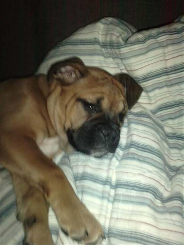 Blanding af racer Tica billede 8