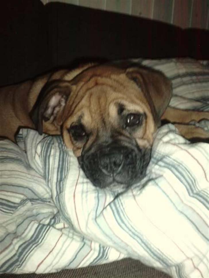 Blanding af racer Tica billede 9