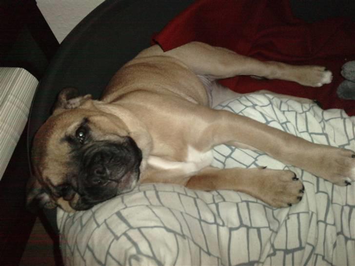 Blanding af racer Tica billede 10