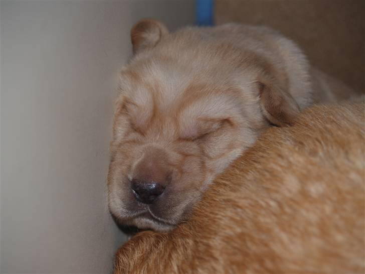 Blanding af racer Luckie - Mini Luckie (; billede 9