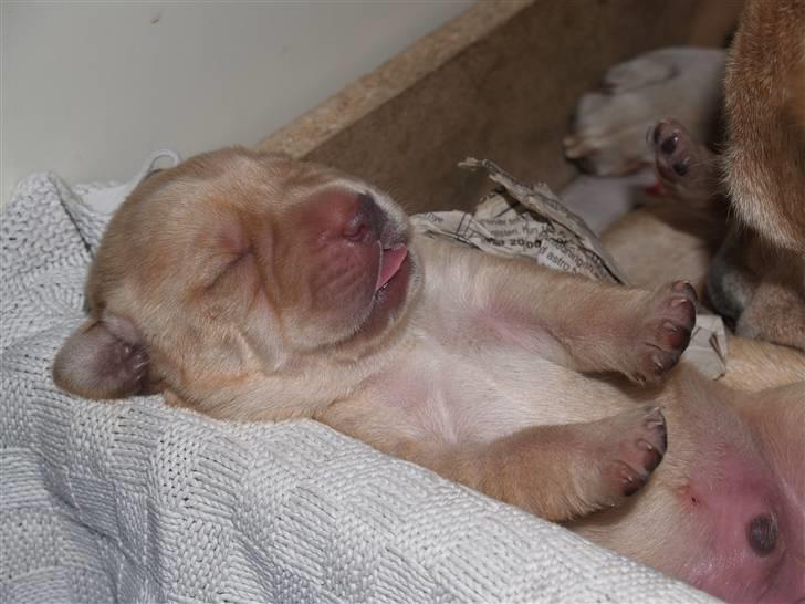 Blanding af racer Luckie - Nuur´d <3 ;* billede 10