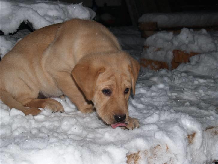 Blanding af racer Luckie - Mmmhh... billede 16