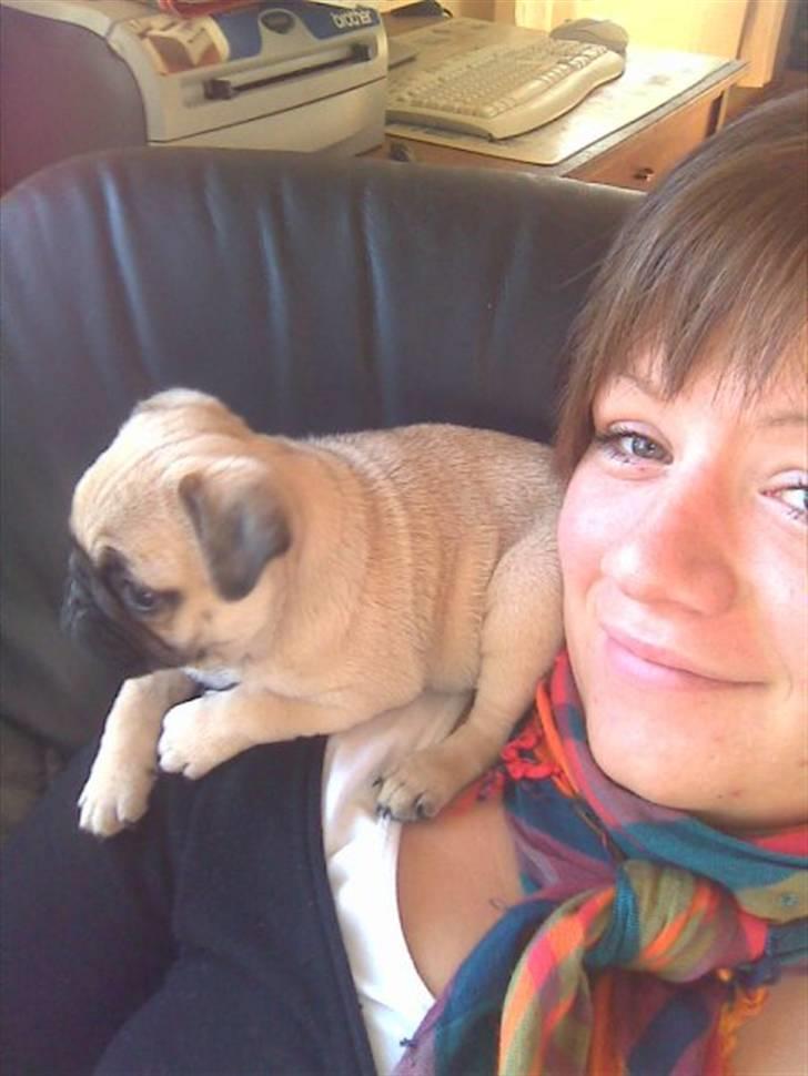 Mops Kahlua billede 2