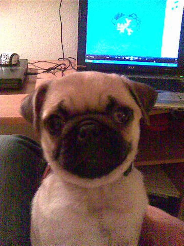 Mops Kahlua billede 3