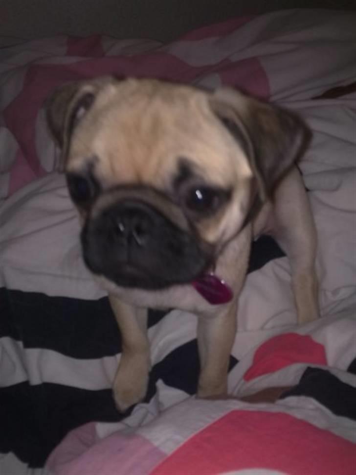 Mops Kahlua billede 4