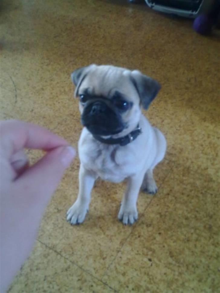 Mops Kahlua billede 5