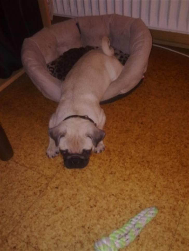 Mops Kahlua billede 6