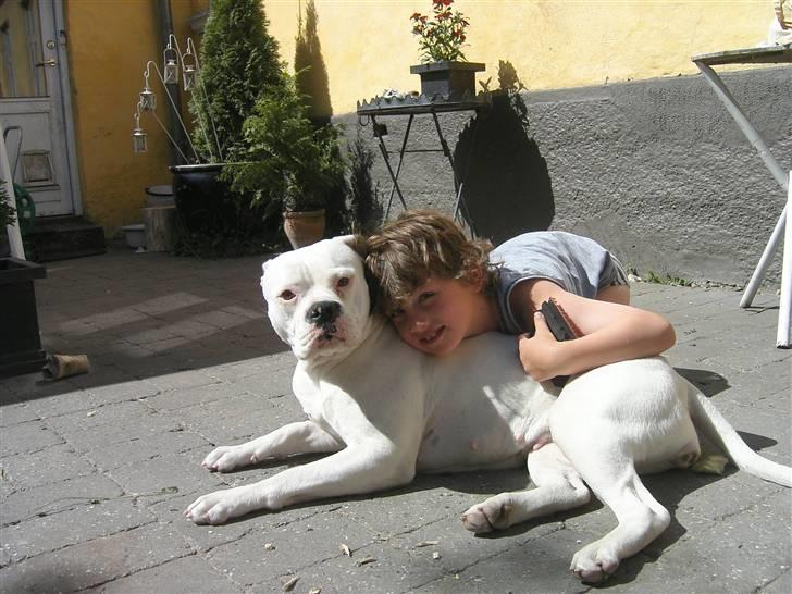 Amerikansk bulldog Chili - Hos frisøren billede 6