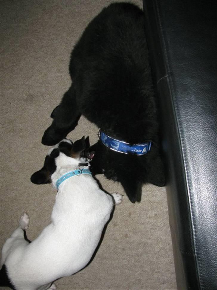 Jack russell terrier Emil  billede 1