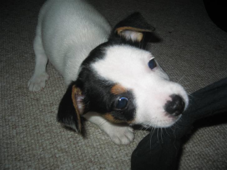 Jack russell terrier Emil  - Grrr  billede 2