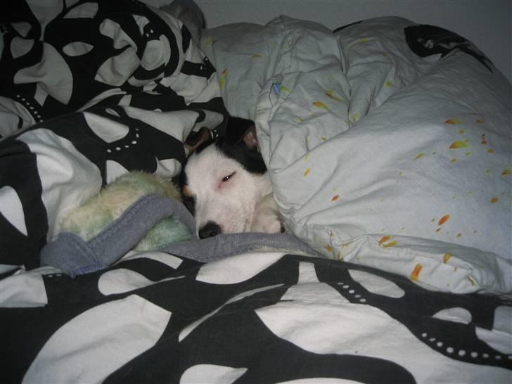 Jack russell terrier Emil  - Så blev det vidst tid til en lur billede 3