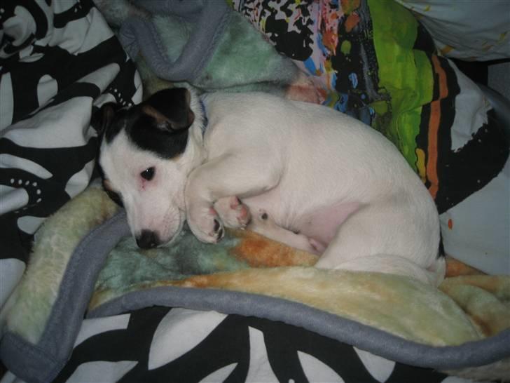 Jack russell terrier Emil  billede 4