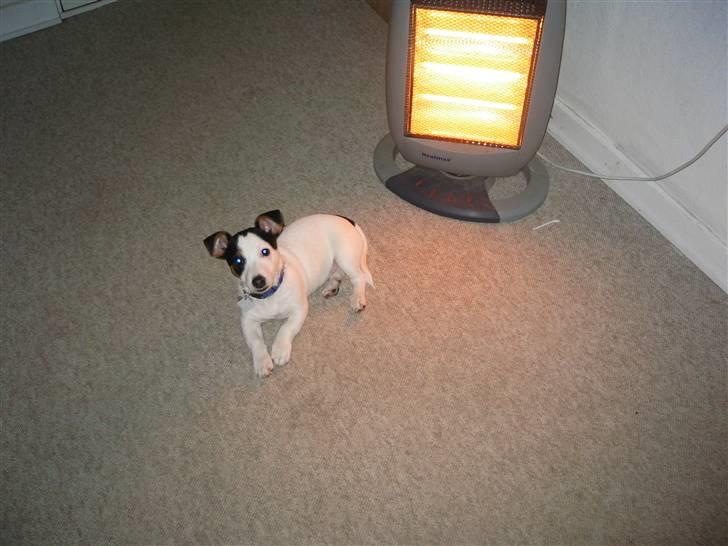 Jack russell terrier Emil  - Skønt at ligge foran varmen billede 5
