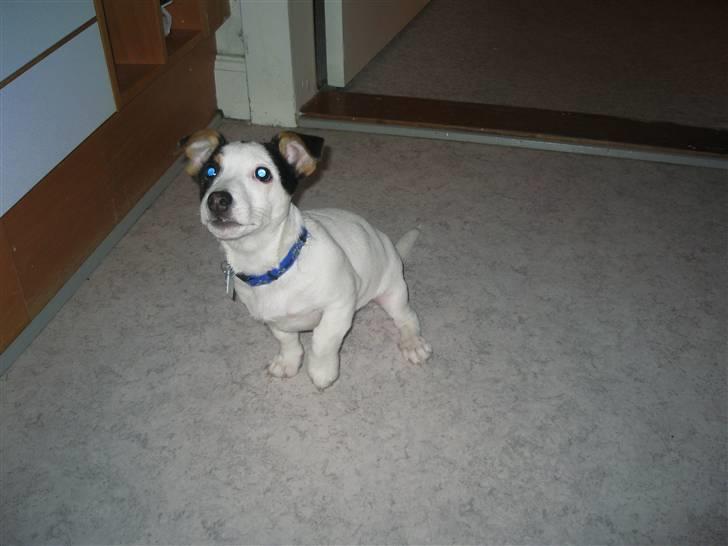 Jack russell terrier Emil  - Kom nu kom nu med den godbid billede 6