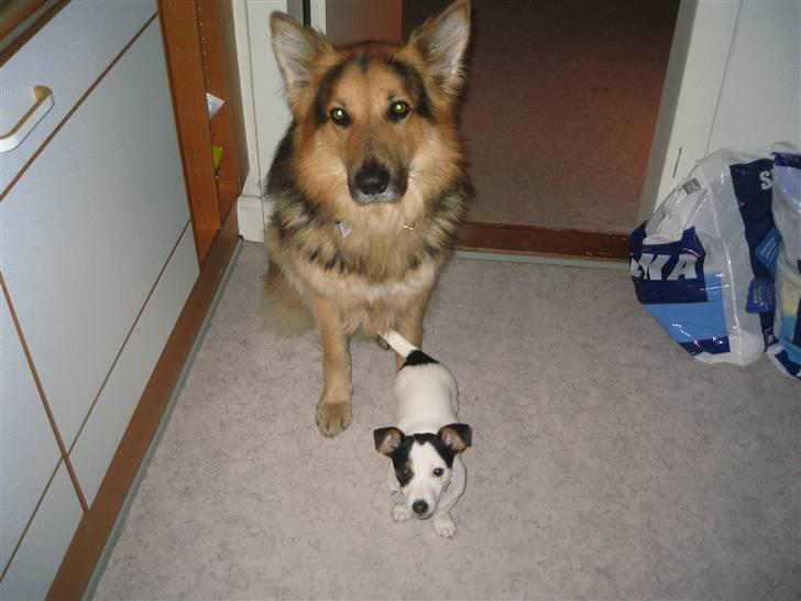 Jack russell terrier Emil  - Er vi ikk søde sammen..  billede 7