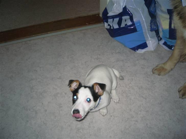 Jack russell terrier Emil  - Uhm den smagte godt billede 8