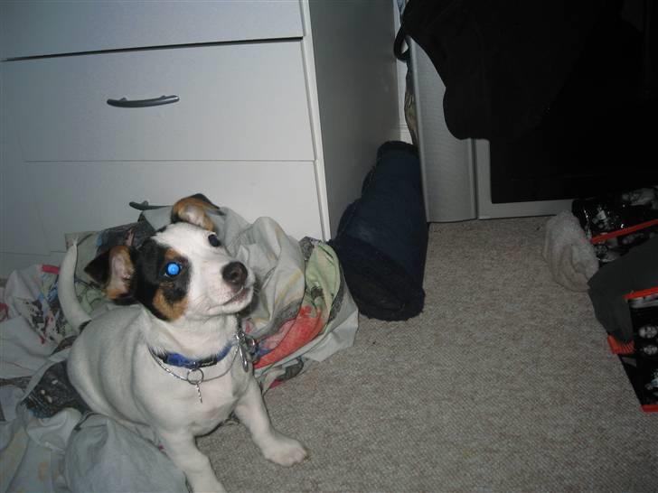 Jack russell terrier Emil  - Må jeg ikk godt komme op nu billede 9