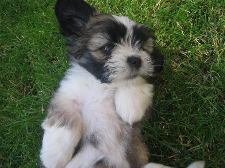 Lhasa apso Soffy billede 1