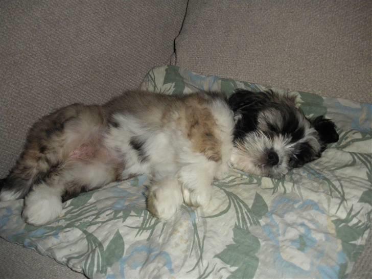 Lhasa apso Soffy billede 2