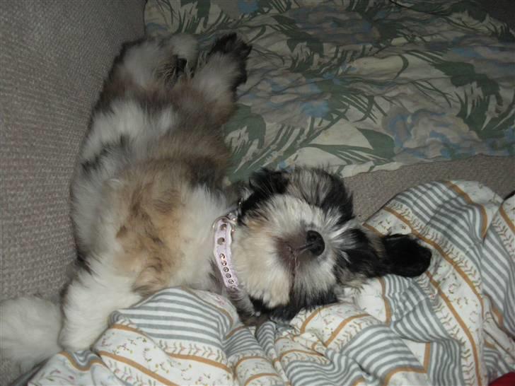 Lhasa apso Soffy billede 3