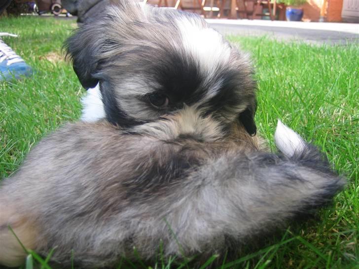 Lhasa apso Soffy billede 4