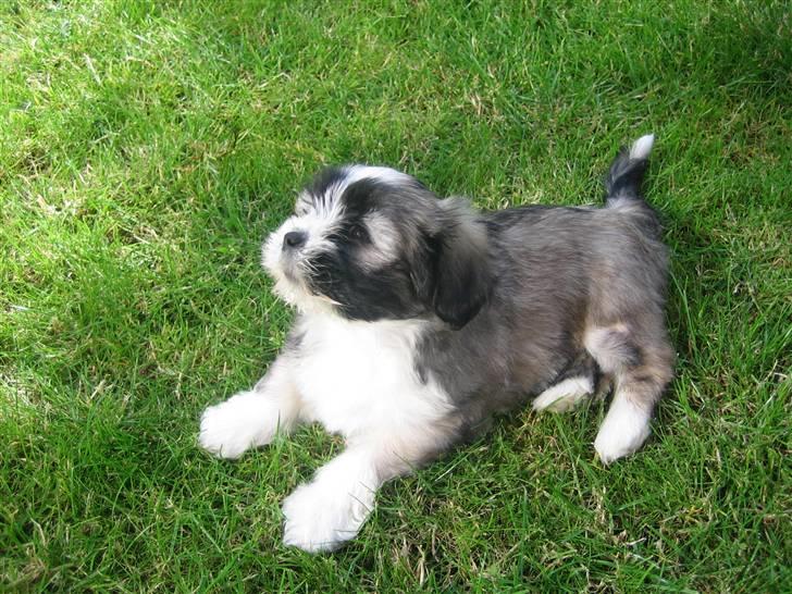 Lhasa apso Soffy billede 5
