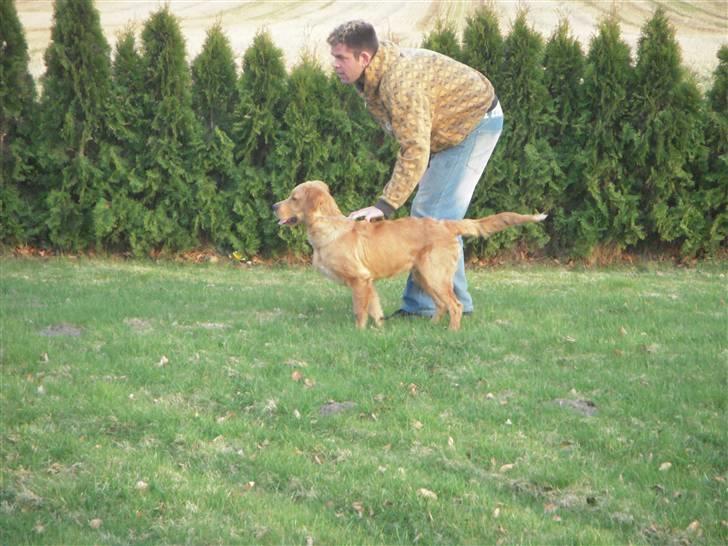 Golden retriever Alfred billede 1