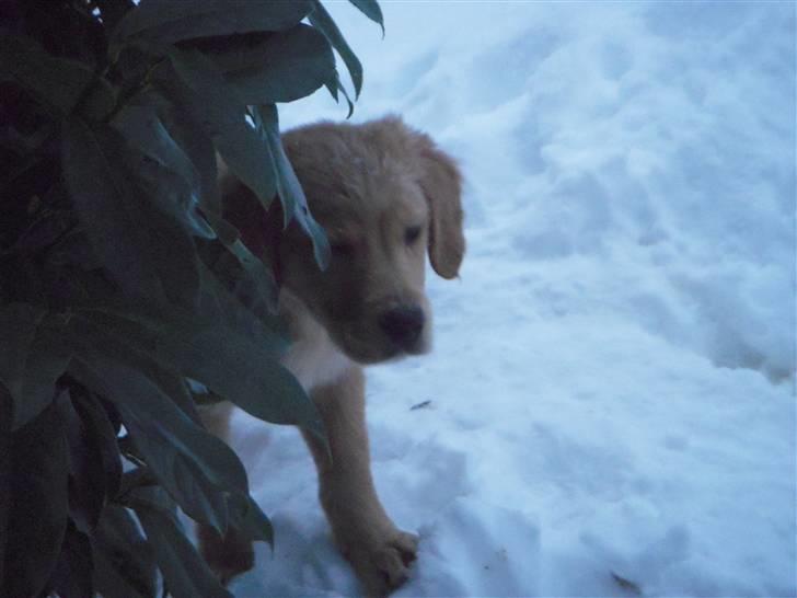 Golden retriever Alfred billede 2