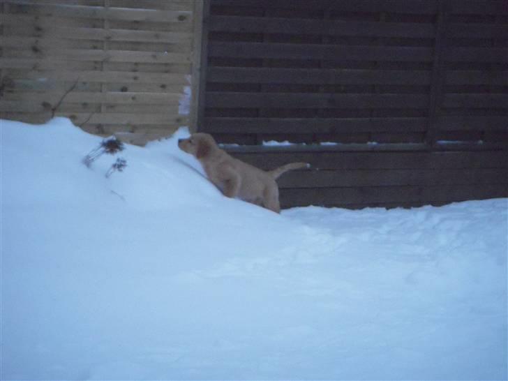 Golden retriever Alfred billede 3