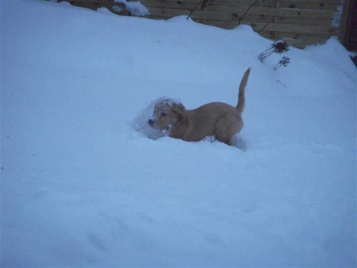 Golden retriever Alfred billede 4